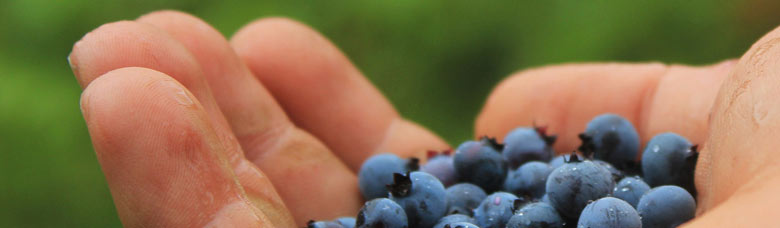 9- En la recollida de productes del camp, per evitar la fermentació dels productes hortofructícoles en la recollida.